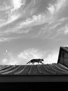 cat walking on a roof